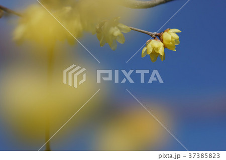 ロウバイ 37385823