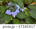 紫陽花 37385917