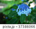 紫陽花　青 37386066