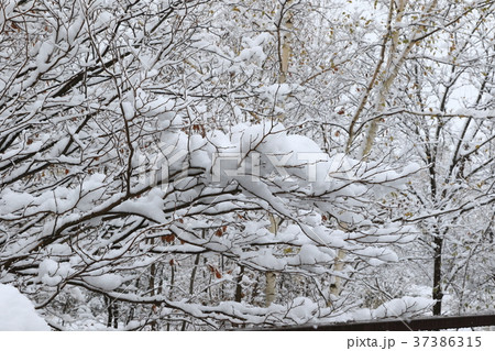 北海道 美瑛 北海道美瑛町 37386315
