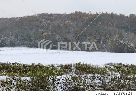 北海道 美瑛 北海道美瑛町 37386323