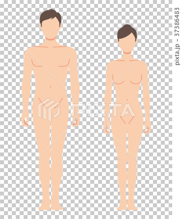 前を向いた男女の身体（主線なし） 37386483