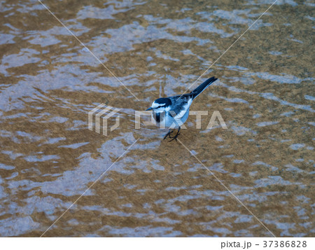 浅瀬のハクセキレイ 浅瀬のハクセキレイ 37386828