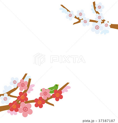 梅　イラスト　フレーム 37387187