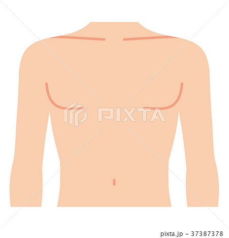 前を向いた男性の胸 主線なし のイラスト素材