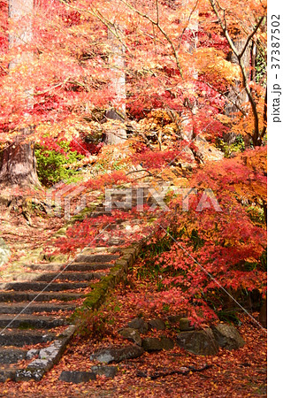 錦秋の清水寺境内 錦秋の清水寺境内 37387502