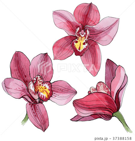 Wildflower orchid flower in a watercolor style 37388158