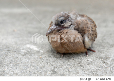 Closed up of Spotted dove or Spotted turtle dove 37388326