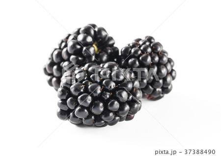 ブラックベリー ブラックベリー 37388490
