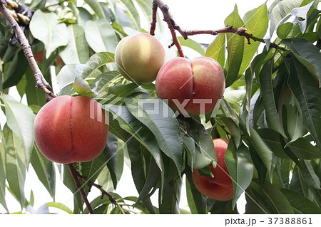 実るモモの木 37388861