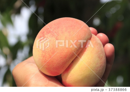 モモ狩りバスツアー 37388866