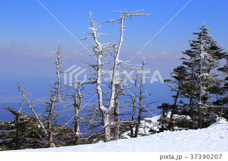 北八ヶ岳の北横岳(北峰)の樹氷 北八ヶ岳の北横岳(北峰)の樹氷 37390207