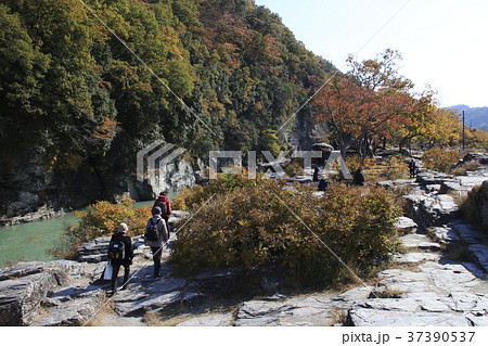 大雨で増水の荒川と、紅葉の長瀞渓谷 37390537
