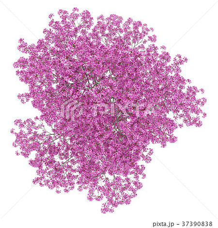 top view of red lapacho tree isolated on white top view of red lapacho tree isolated on white 37390838