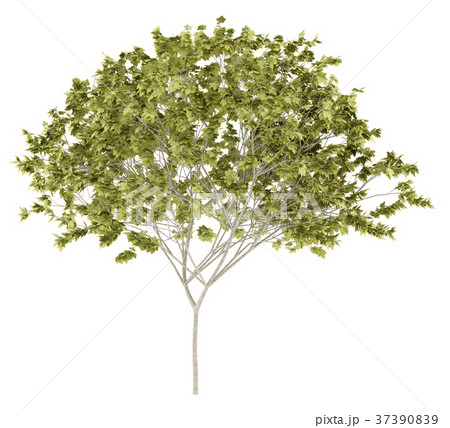 norway maple tree isolated on white background 37390839
