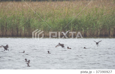 Many ducks swim and fly on the water 37390927