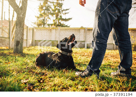 Male cynologist with service dog, training outside Male cynologist with service dog, training outside 37391194