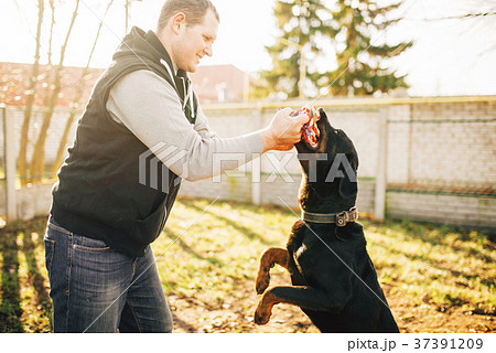 Cynologist works with service dog outside 37391209