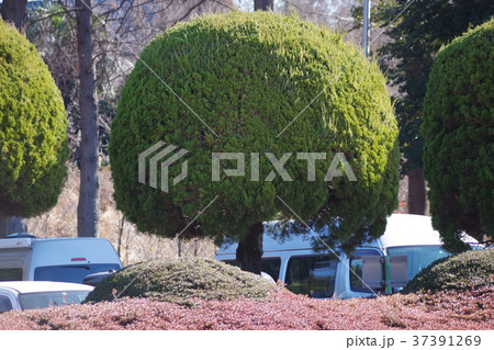 オカッパ頭にズームイン オカッパ頭にズームイン 37391269