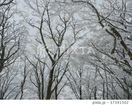 くじゅう雪山歩き くじゅう雪山歩き 37391502