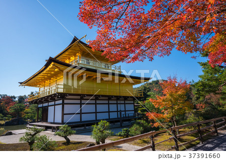 京都 金閣寺の紅葉 の写真素材 [37391660] - PIXTA