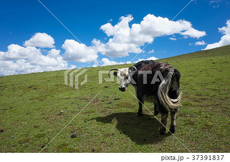 ヤク 37391837