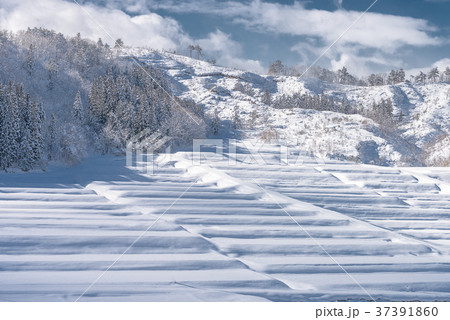 棚田に積もる雪 37391860