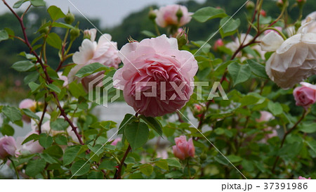 ピンクローズ 薔薇 ガーデン 川崎 生田緑地ばら苑 37391986