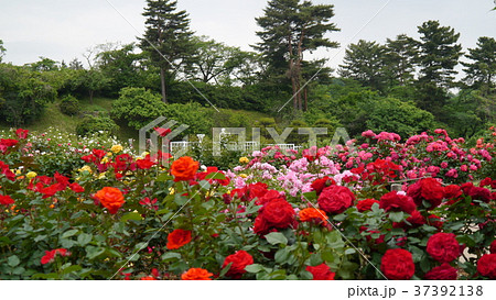 ローズ 薔薇 ガーデン 川崎 生田緑地ばら苑 37392138
