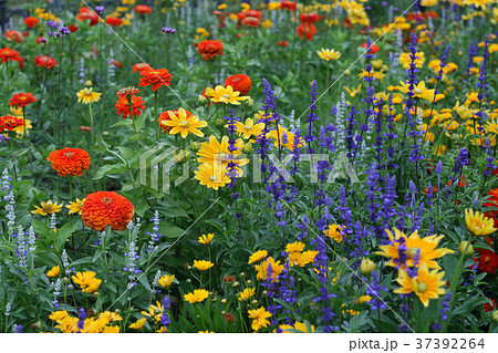 Summer background with beautiful colorful flowers 37392264