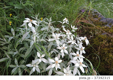 ミネウスユキ草 37392315