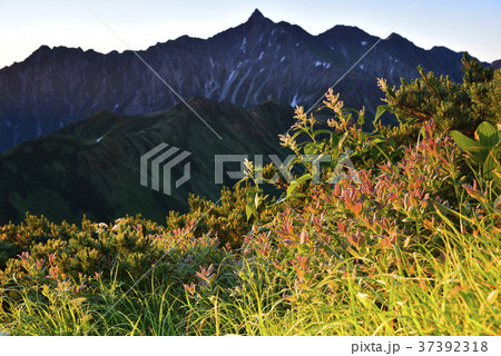 朝焼けの樅沢岳より 37392318