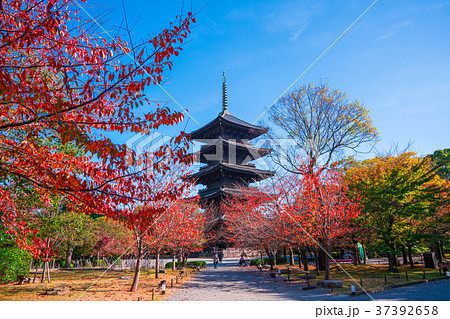 京都 東寺の桜紅葉 京都 東寺の桜紅葉 37392658