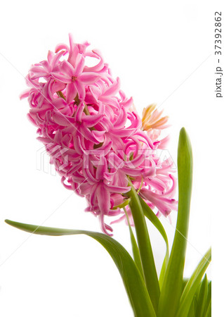 Spring hyacinth flower on white background Spring hyacinth flower on white background 37392862