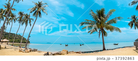 Palm and tropical beach Phi phi island Thailand 37392863