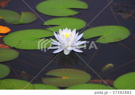 一沼池の睡蓮１ 37392883