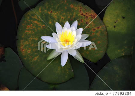 一沼池の睡蓮２ 37392884