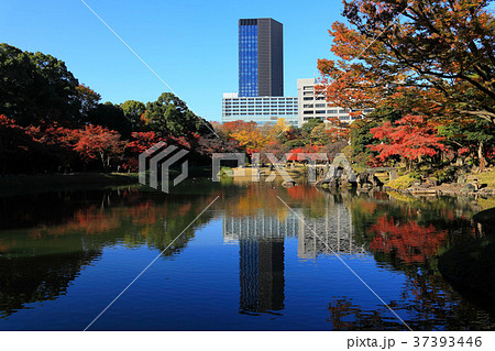 水辺エリアに植えられた真っ赤な紅葉 水辺エリアに植えられた真っ赤な紅葉 37393446