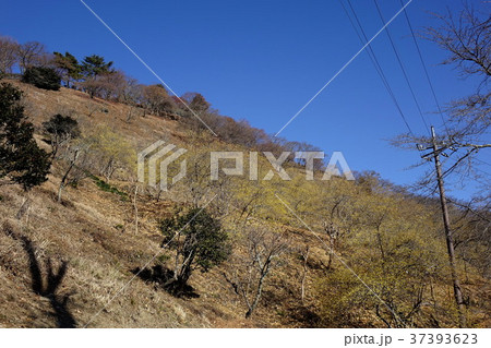 桜山公園のロウバイ 桜山公園のロウバイ 37393623