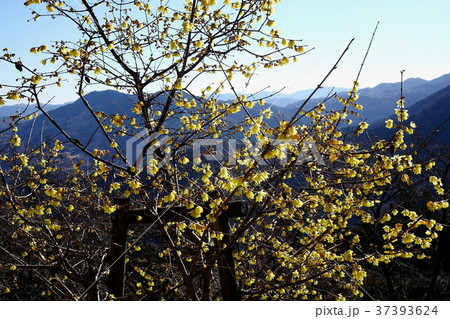 桜山公園のロウバイ 桜山公園のロウバイ 37393624