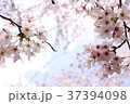 桜 37394098