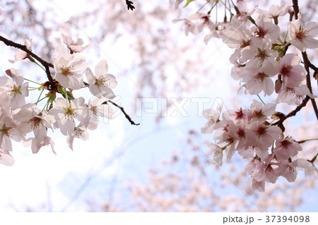 桜 37394098