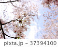 桜 37394100