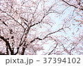 桜 37394102