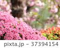 ツツジ 37394154