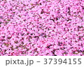 芝桜 37394155