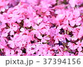 芝桜　アップ 37394156