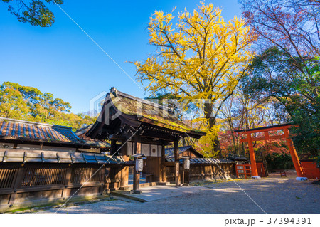 京都 秋の河合神社 京都 秋の河合神社 37394391