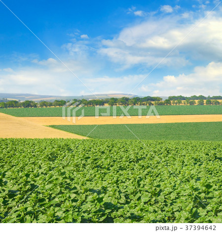 Green field and blue sky with light clouds. Green field and blue sky with light clouds. 37394642