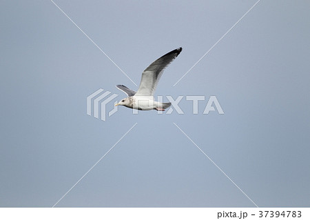 セグロカモメの飛翔 37394783